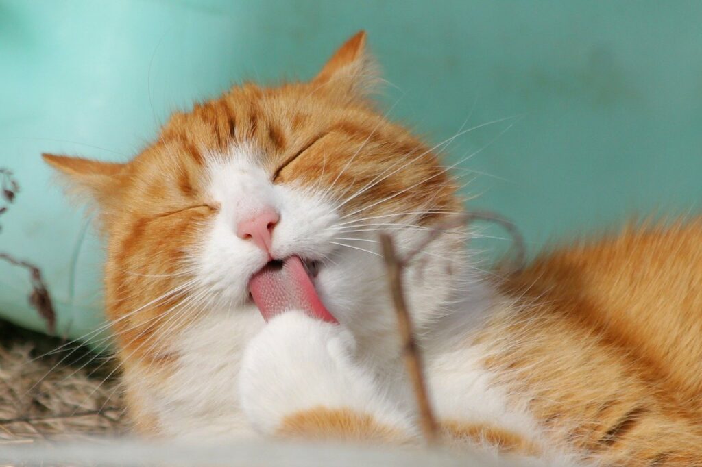 Cat Pet Licking Animal Tabby Cat  - TeamK / Pixabay